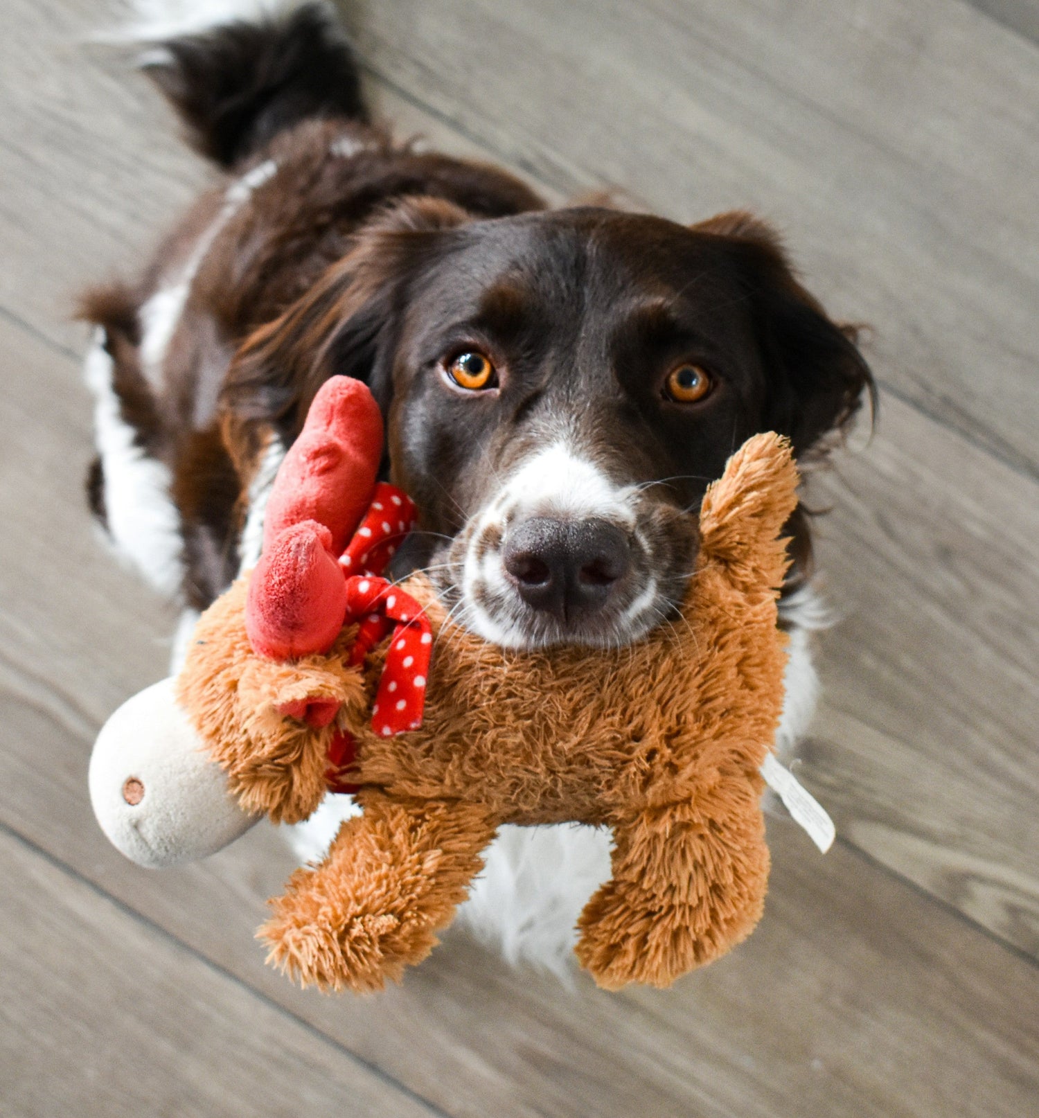 Training and Behaviour Aids